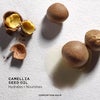 camellia seed oil